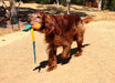 A reddish-brown dog with long fur walks on a dirt path outside, carrying the Foxtail Fetch dog toy in its mouth. Trees and dry grass are visible in the background.